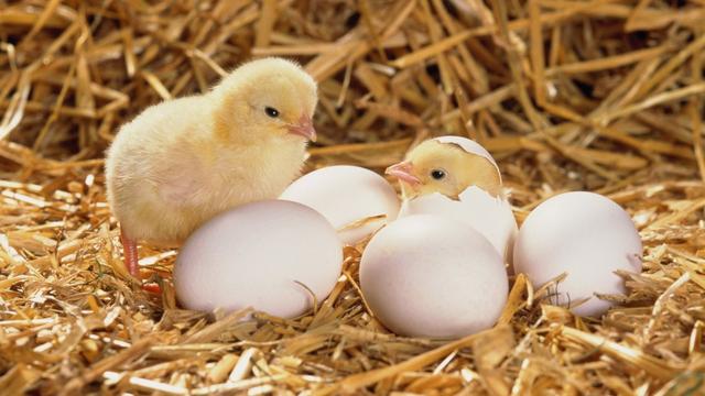 Preservation of breeding eggs